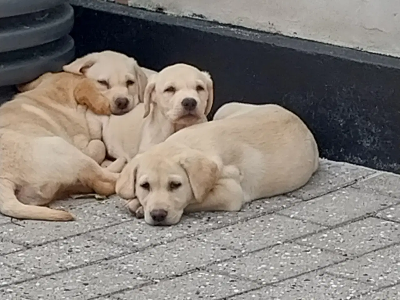 Billede 3 - Gule labrador hvalpe.