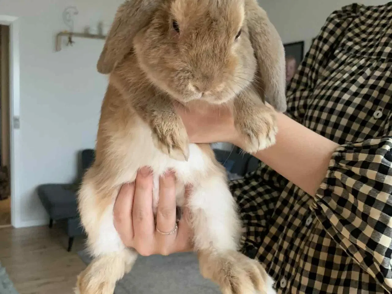 Billede 1 - Minilop kanin