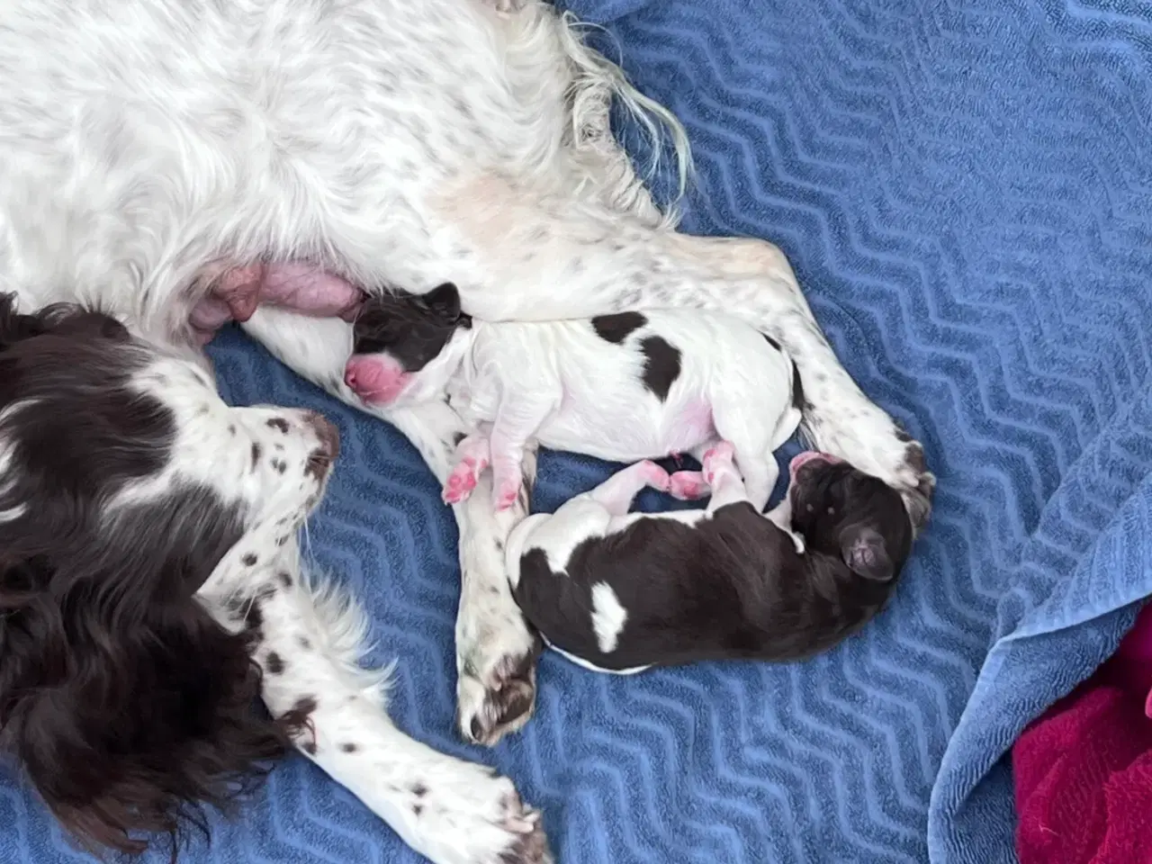 Billede 3 - Springer spaniel/kleiner hvalpe