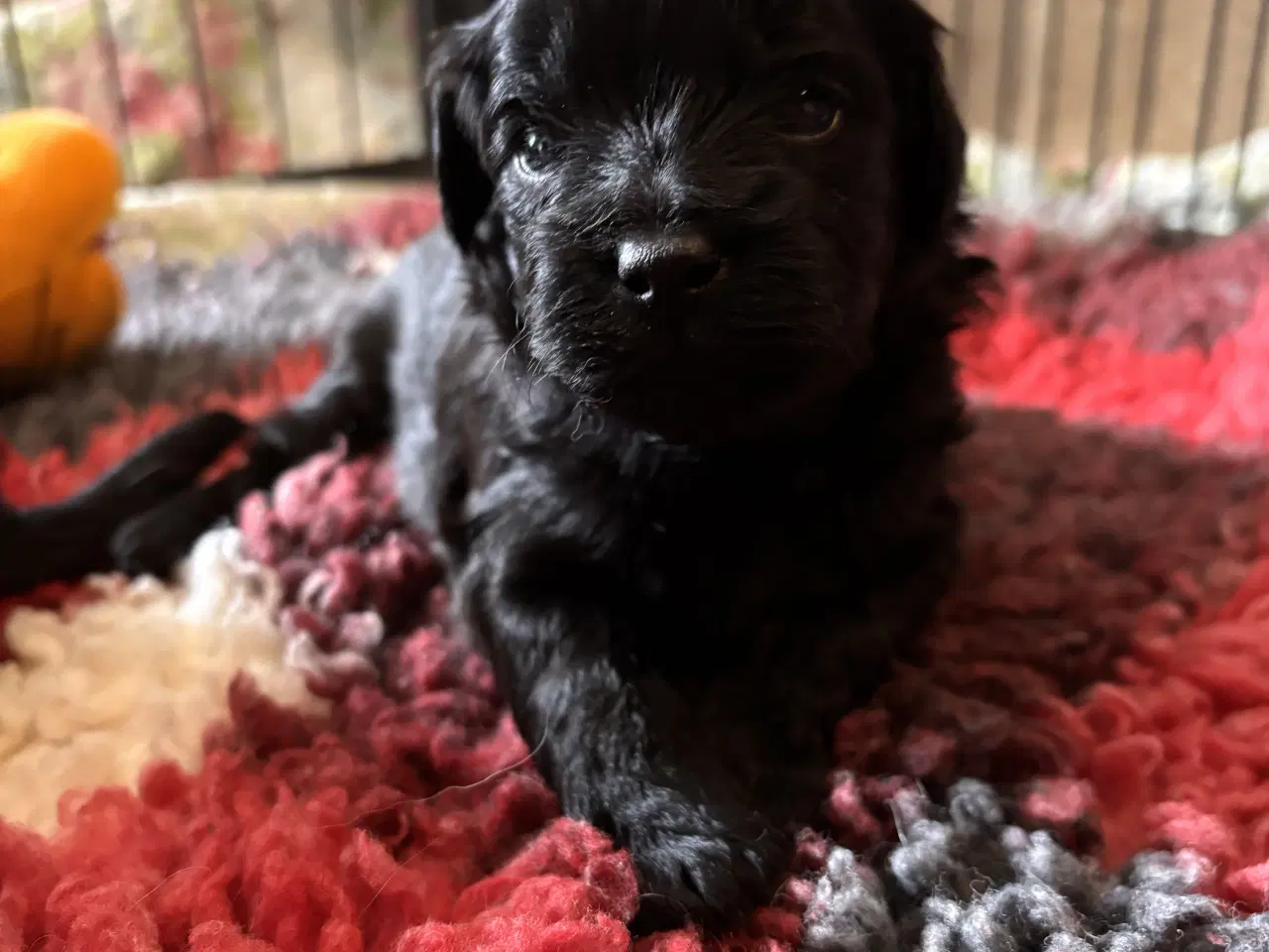 Billede 1 - Dejlige små bamser 💗