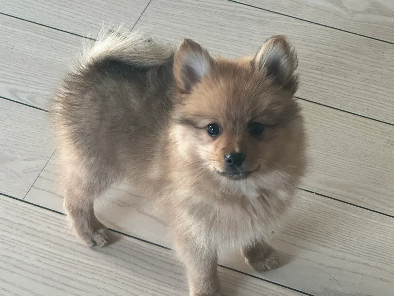 Billede 12 - Volpino Italiano hvalpe