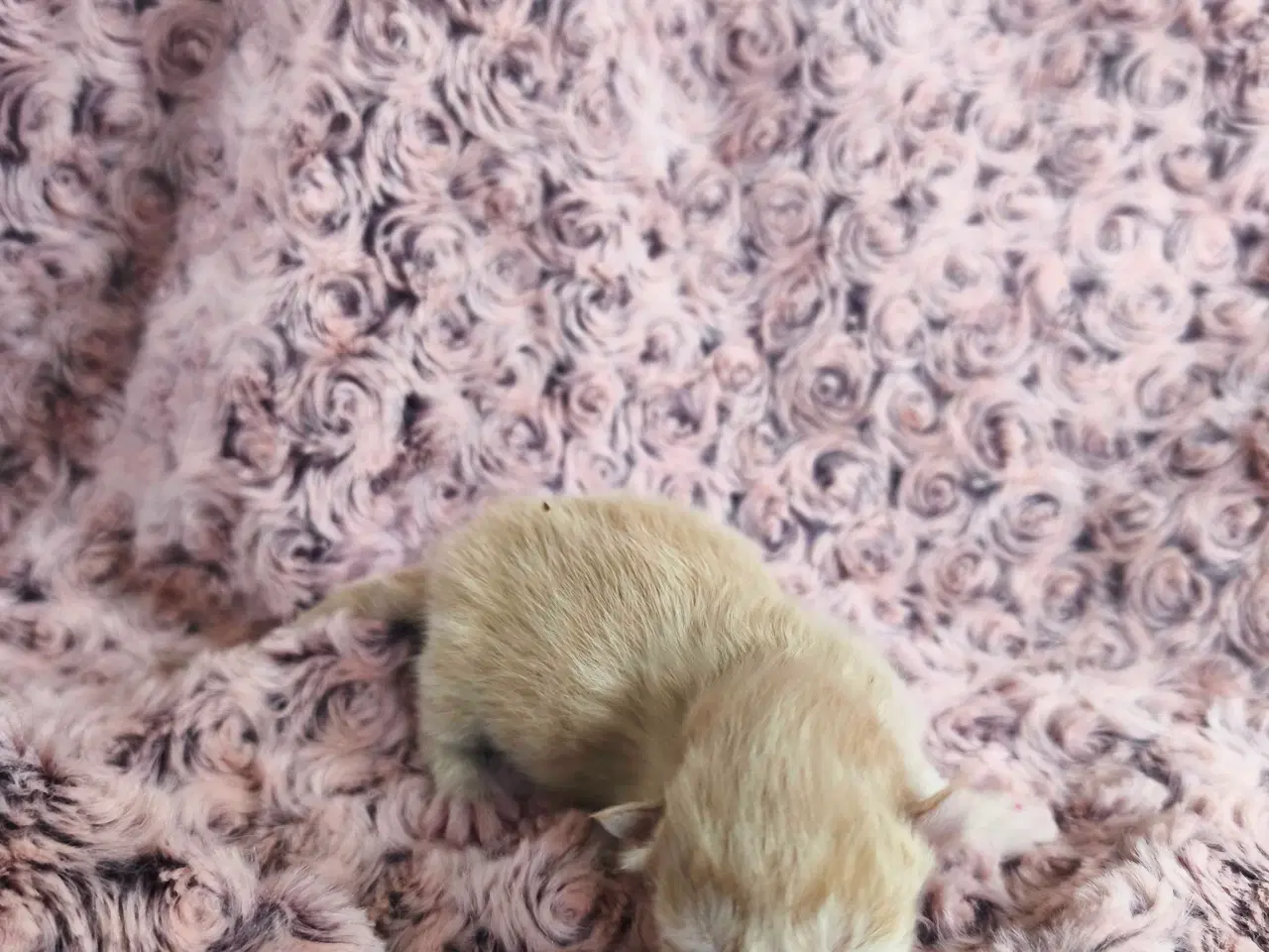 Billede 4 - Mainecoon blandinger med dyrelæge pakke 