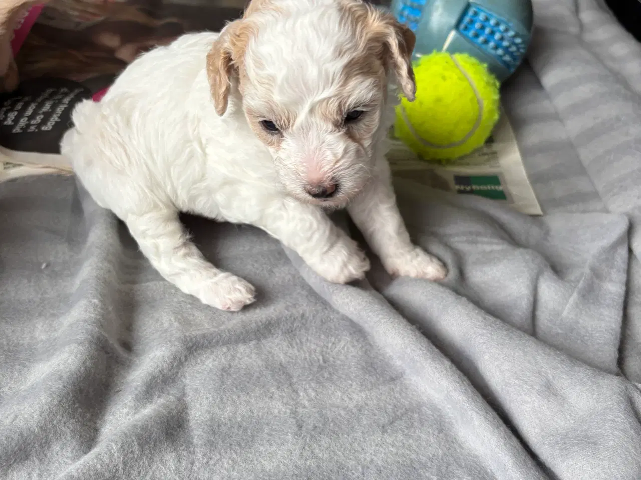 Billede 6 - Skønneste hundehvalpe, Bichonpoo/Doodle 
