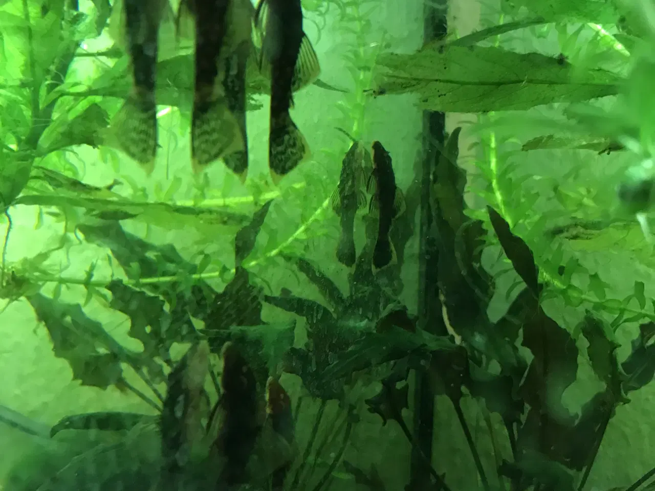 Billede 8 - 🐟 LDA16 Ancistrus maller – sunde og aktive 