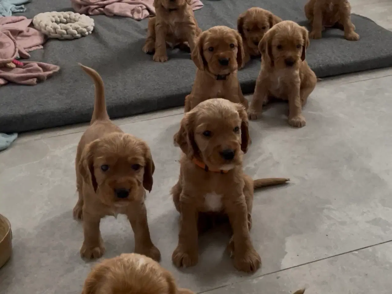 Billede 4 - Engelsk Cocker Spaniel