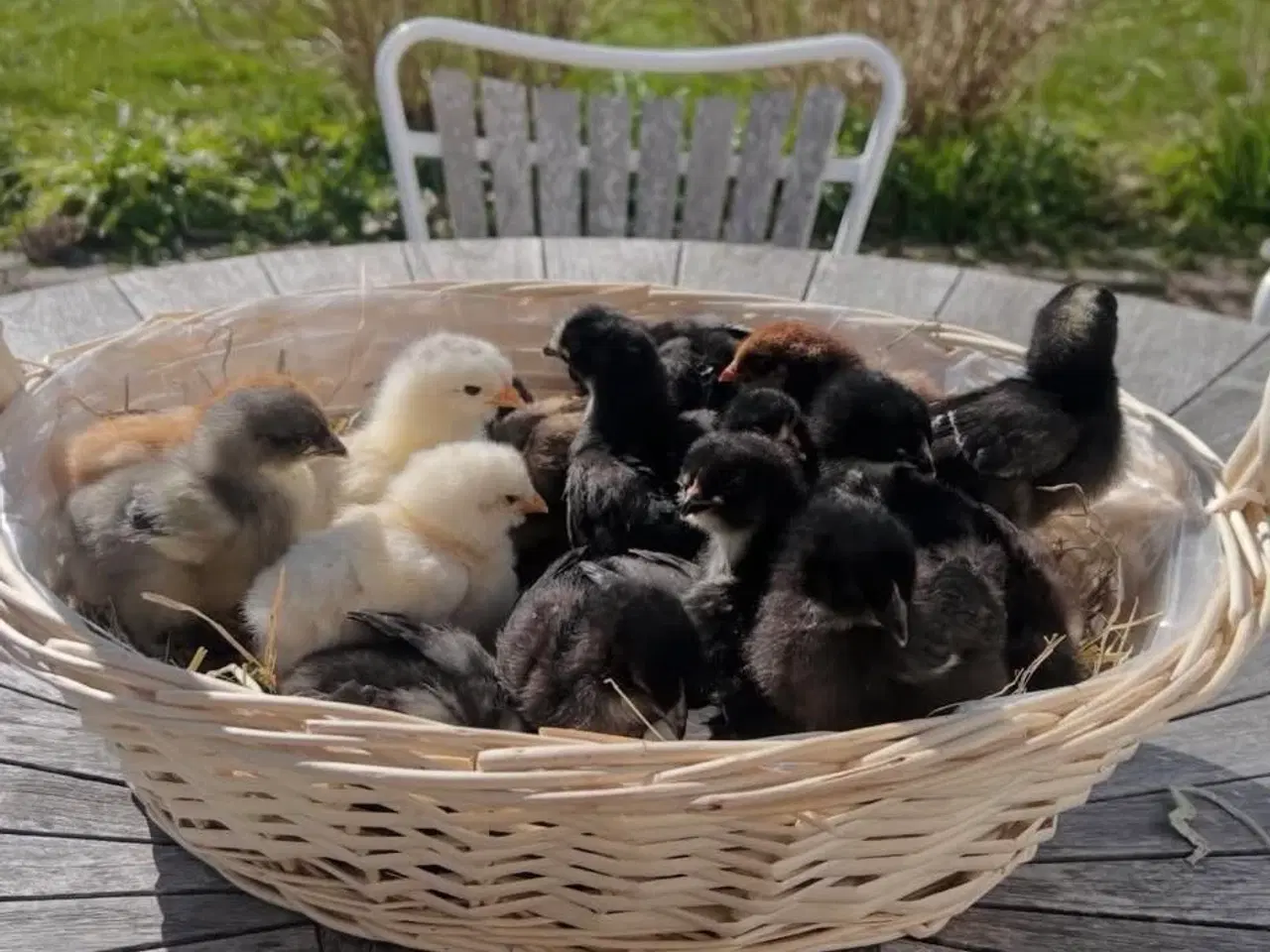 Billede 1 - Små kyllinger/daggamle kyllinger 