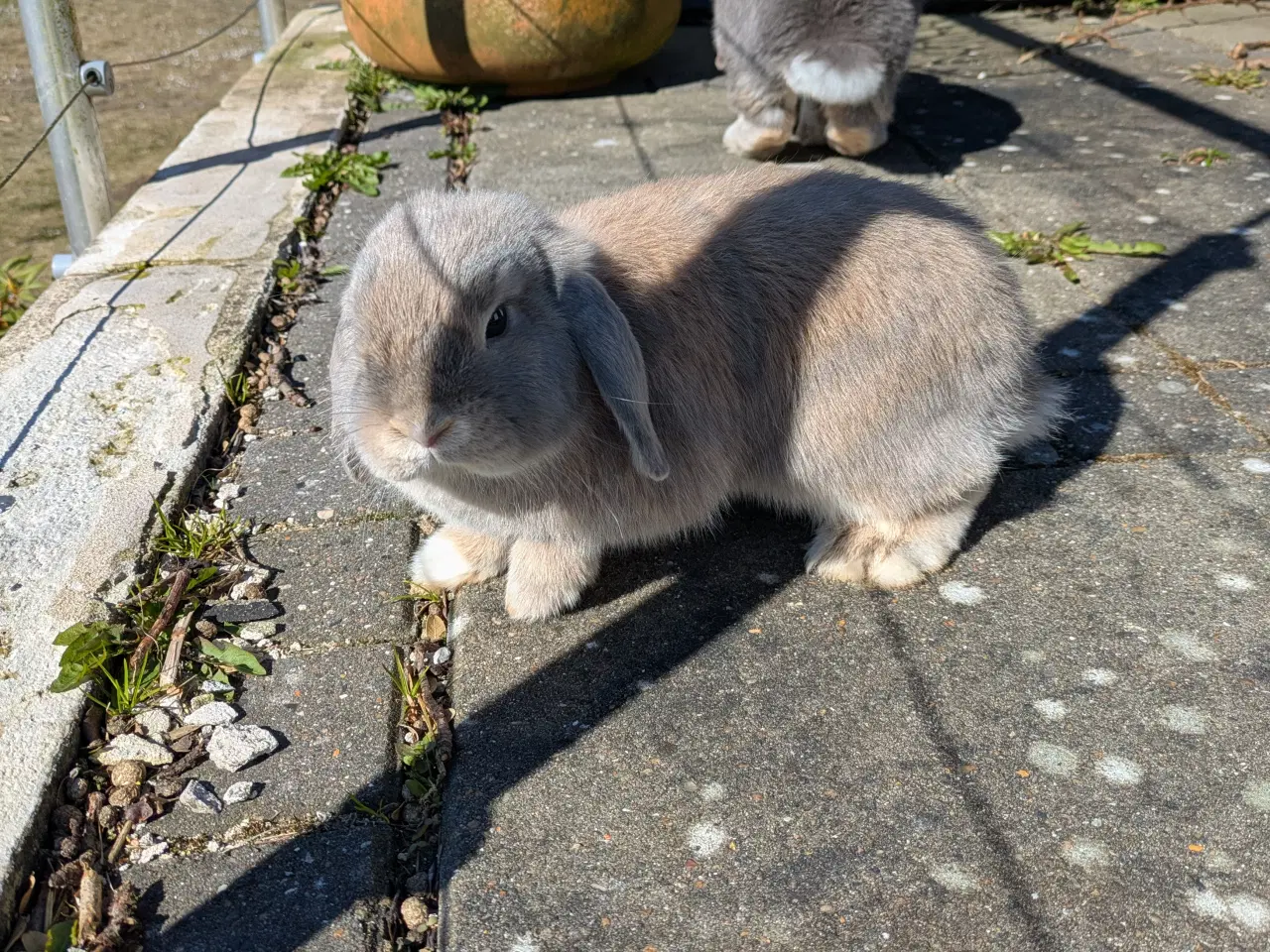 Billede 4 - To minilop kaniner 9 mdr