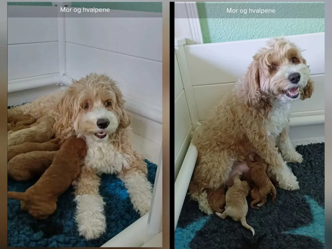 Billede 10 - Doodle hvalpe