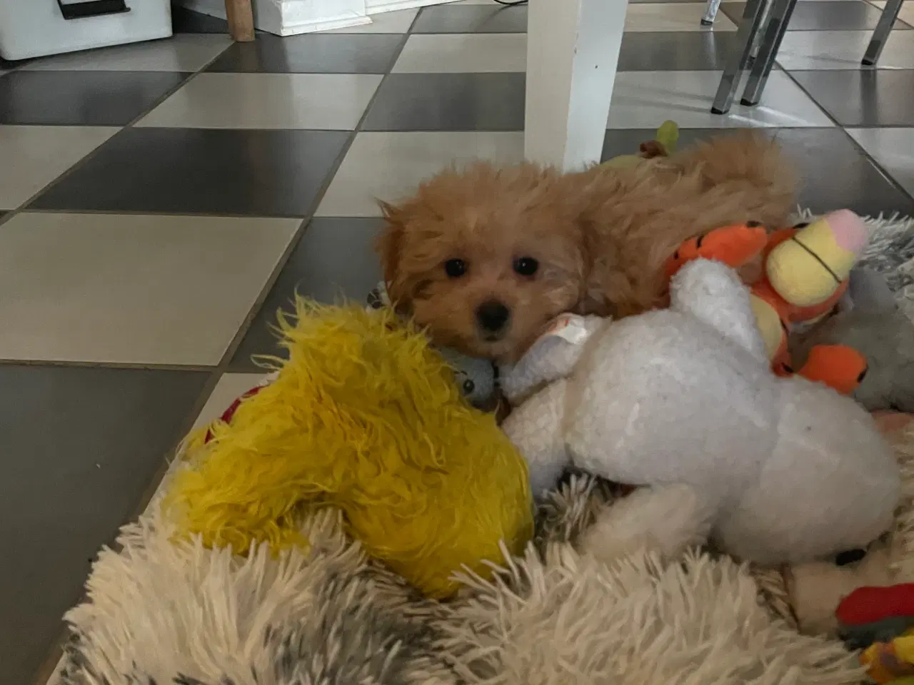 Billede 13 - HAVAPOO HVALPE-REJSEKLARE NU!