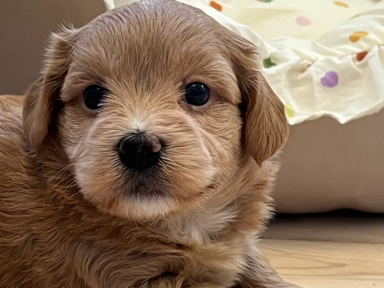 Billede 1 - Smukke Bichon Havanais 