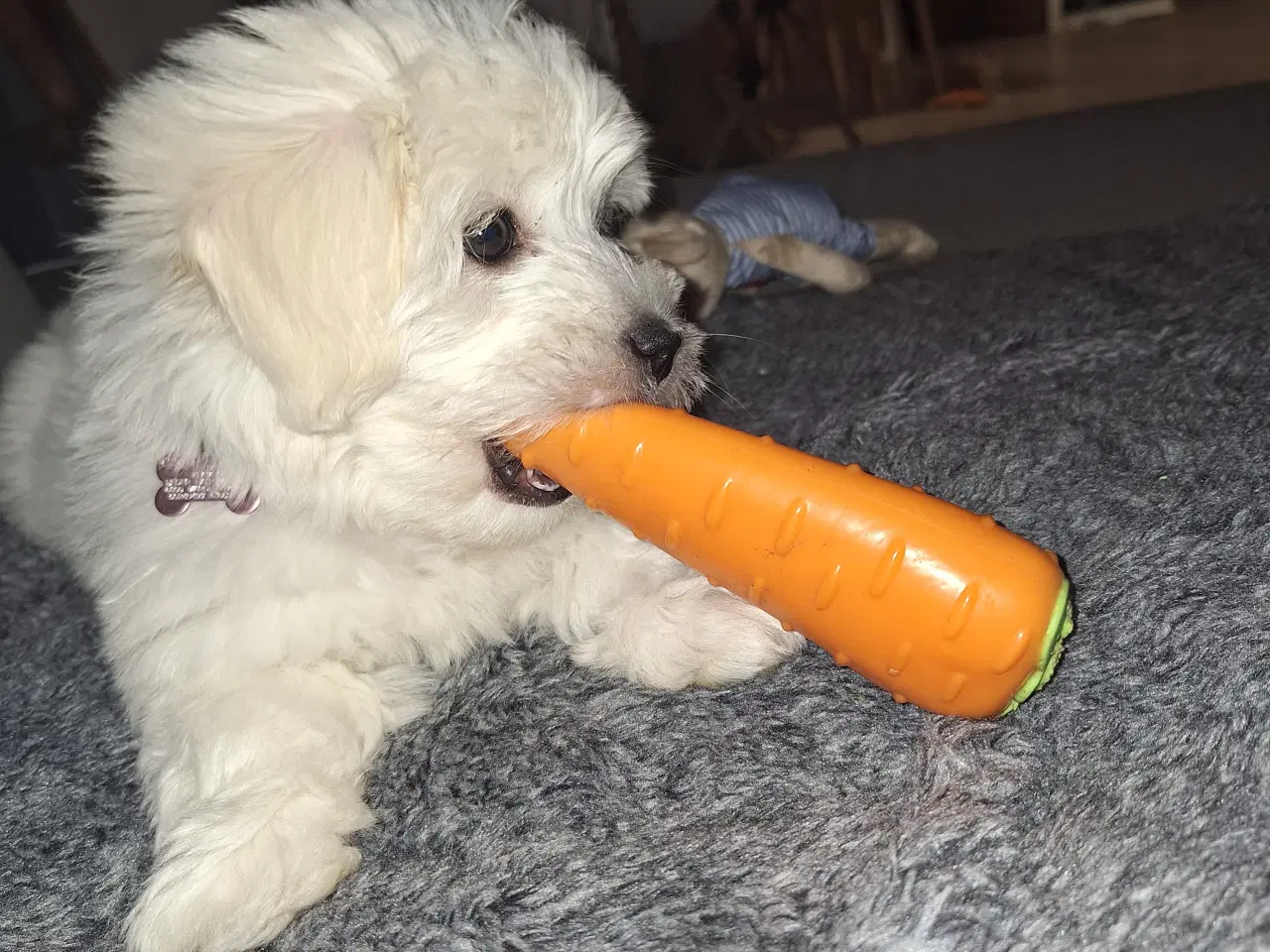 Billede 6 - Coton de tulear / bomuldshund