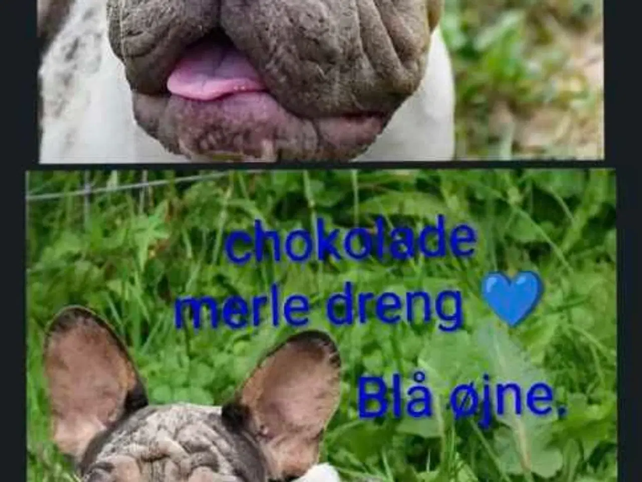 Billede 9 - Fransk bulldog. NEDSAT!