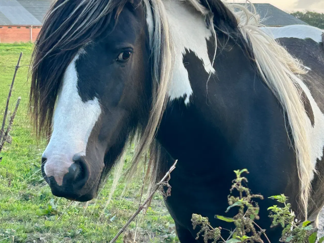 Billede 7 - Super skøn og smuk irish cob 