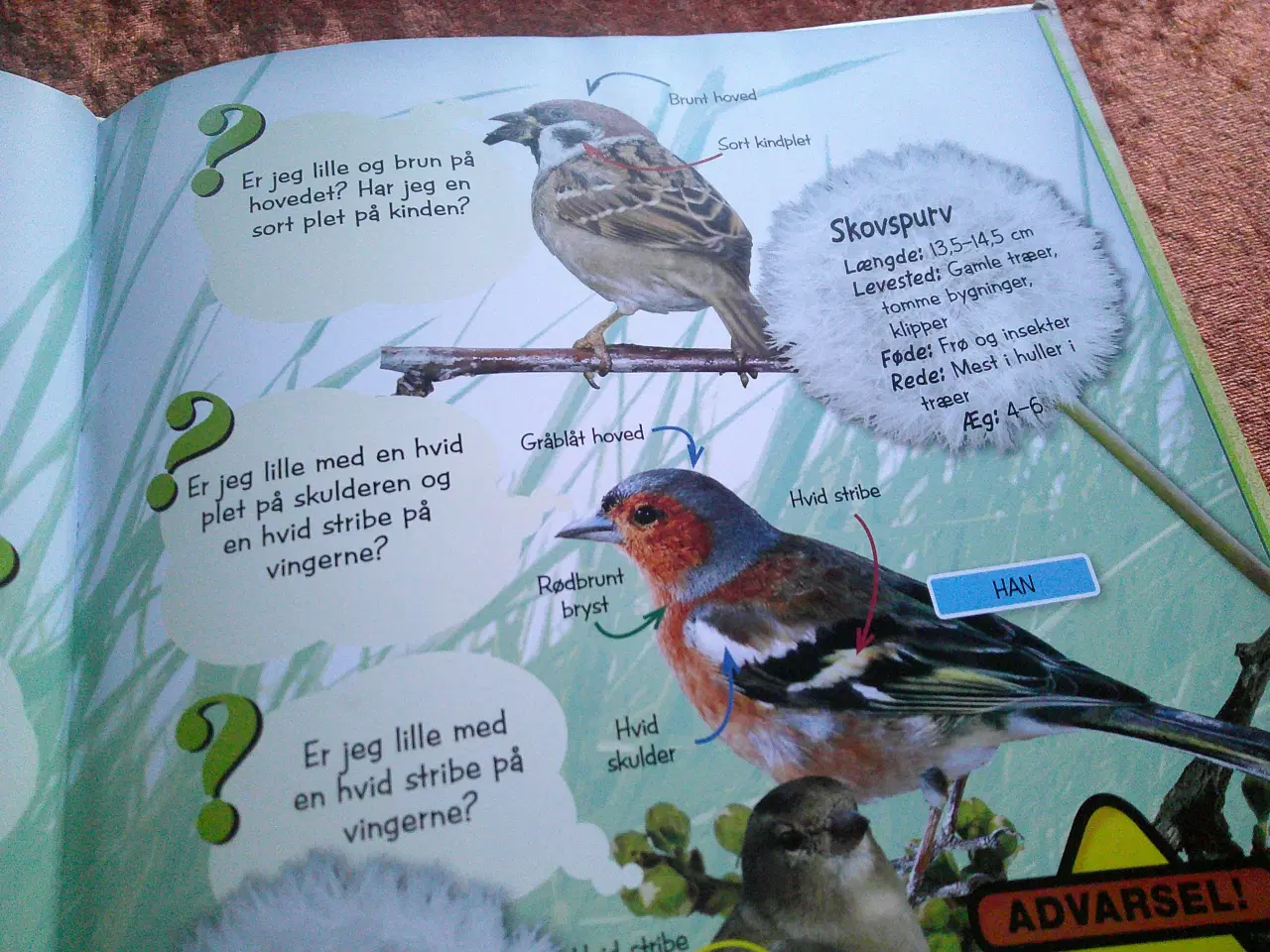 Billede 3 - Fugle, Terry Jennings