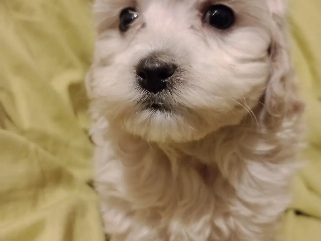Billede 4 - Maltipoo hvalpe