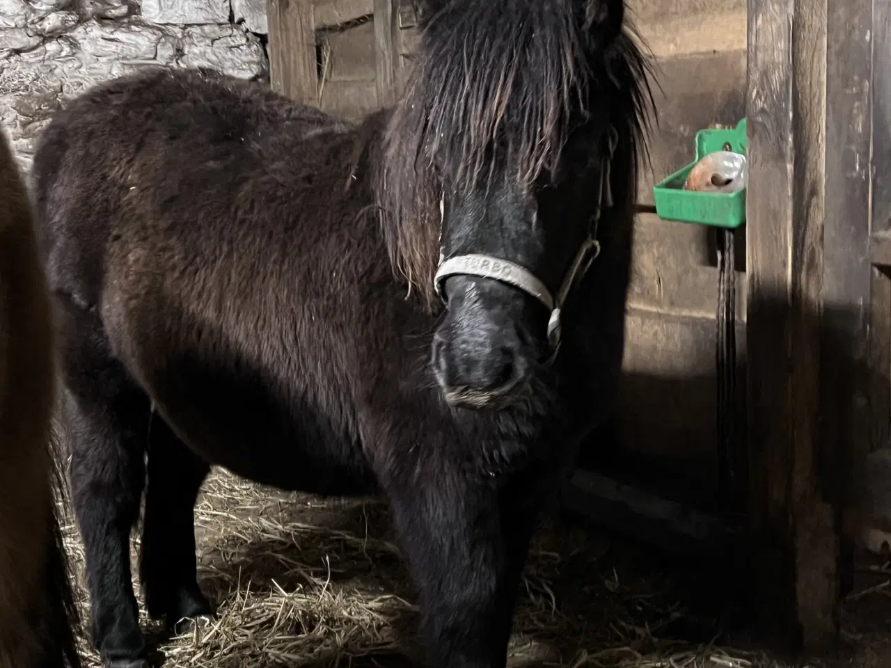 Billede 12 - Hingste føl