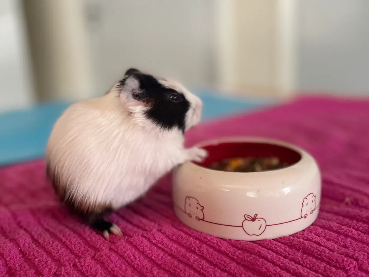 Billede 1 - Han unge 6 uger gammel