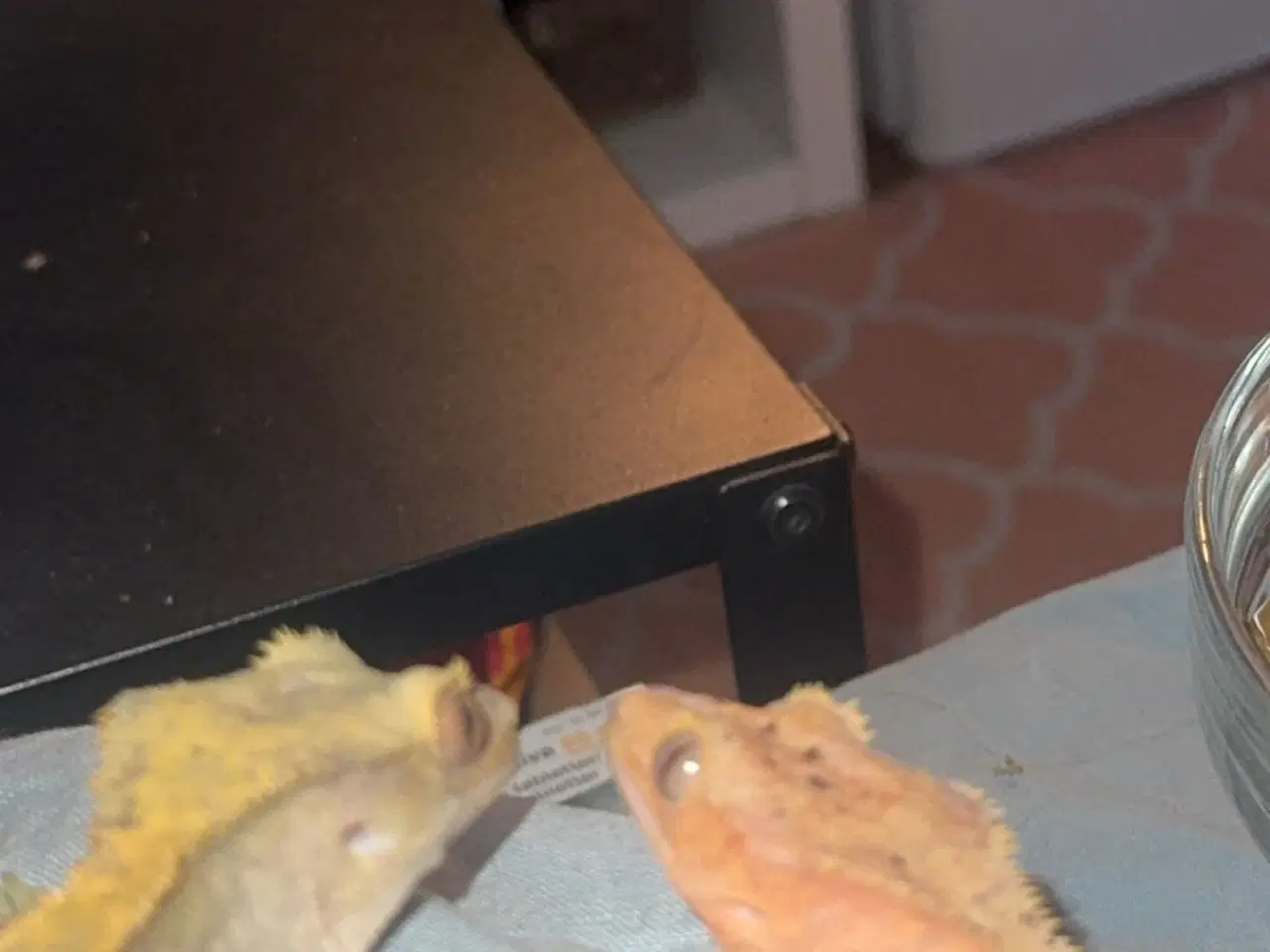 Billede 10 - Sød kronegekko han