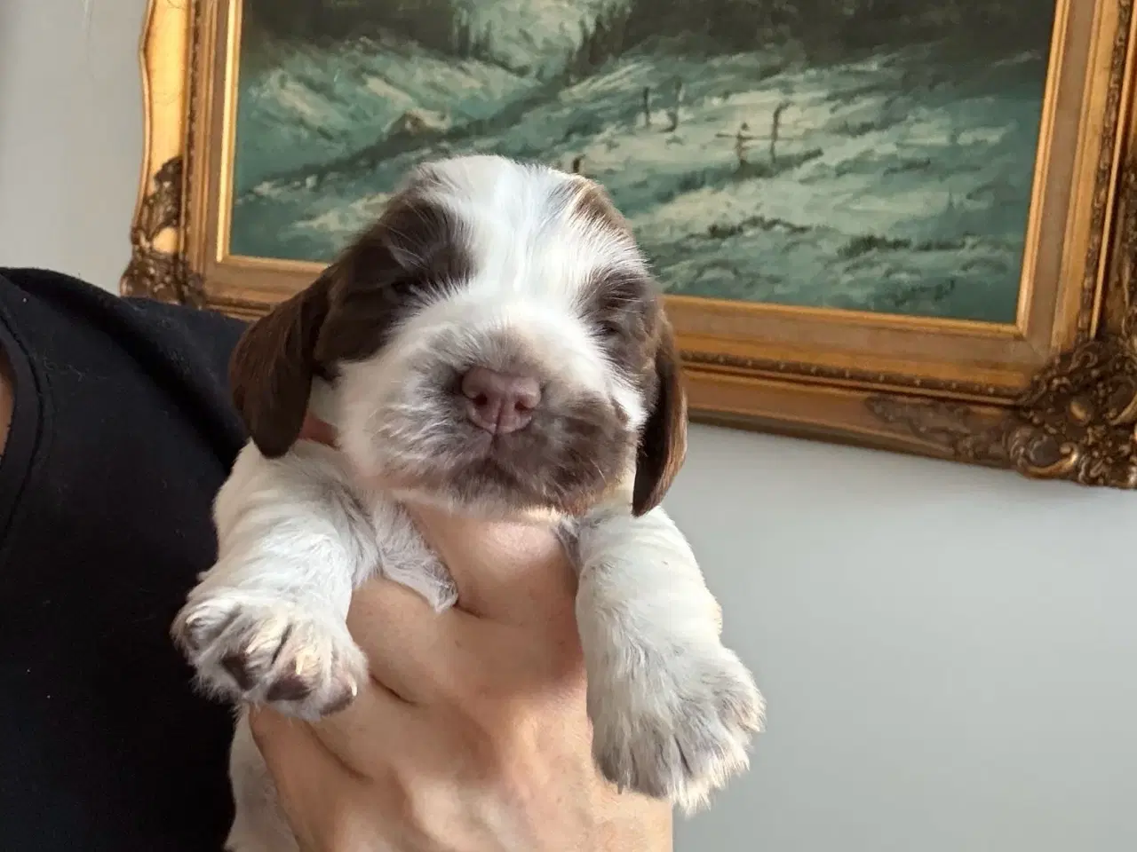 Billede 2 - Racerene Cocker Spaniel til salgs 🎄