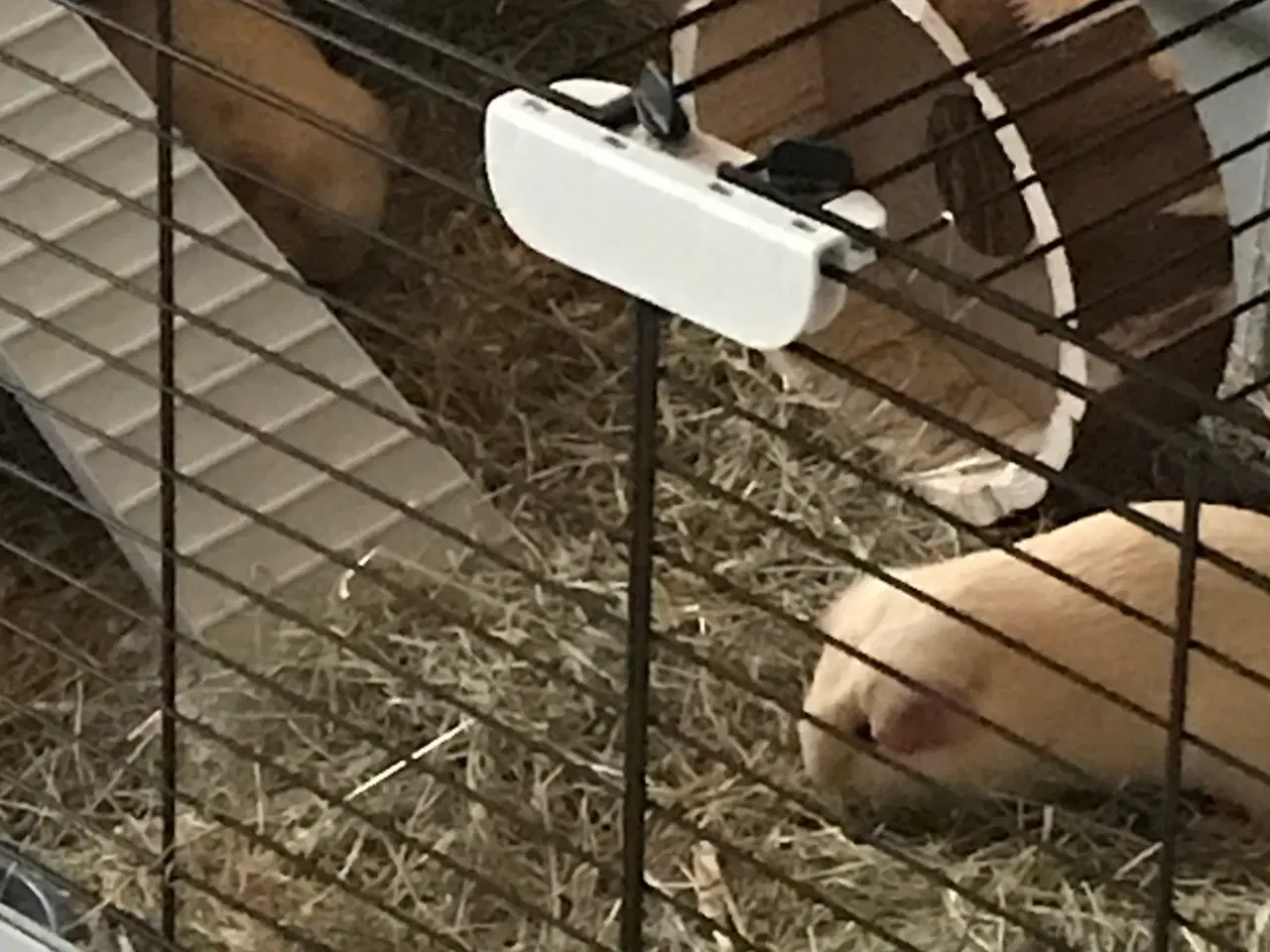 Billede 3 - 2 søde marsvin søger nyt hjem inkl. bur