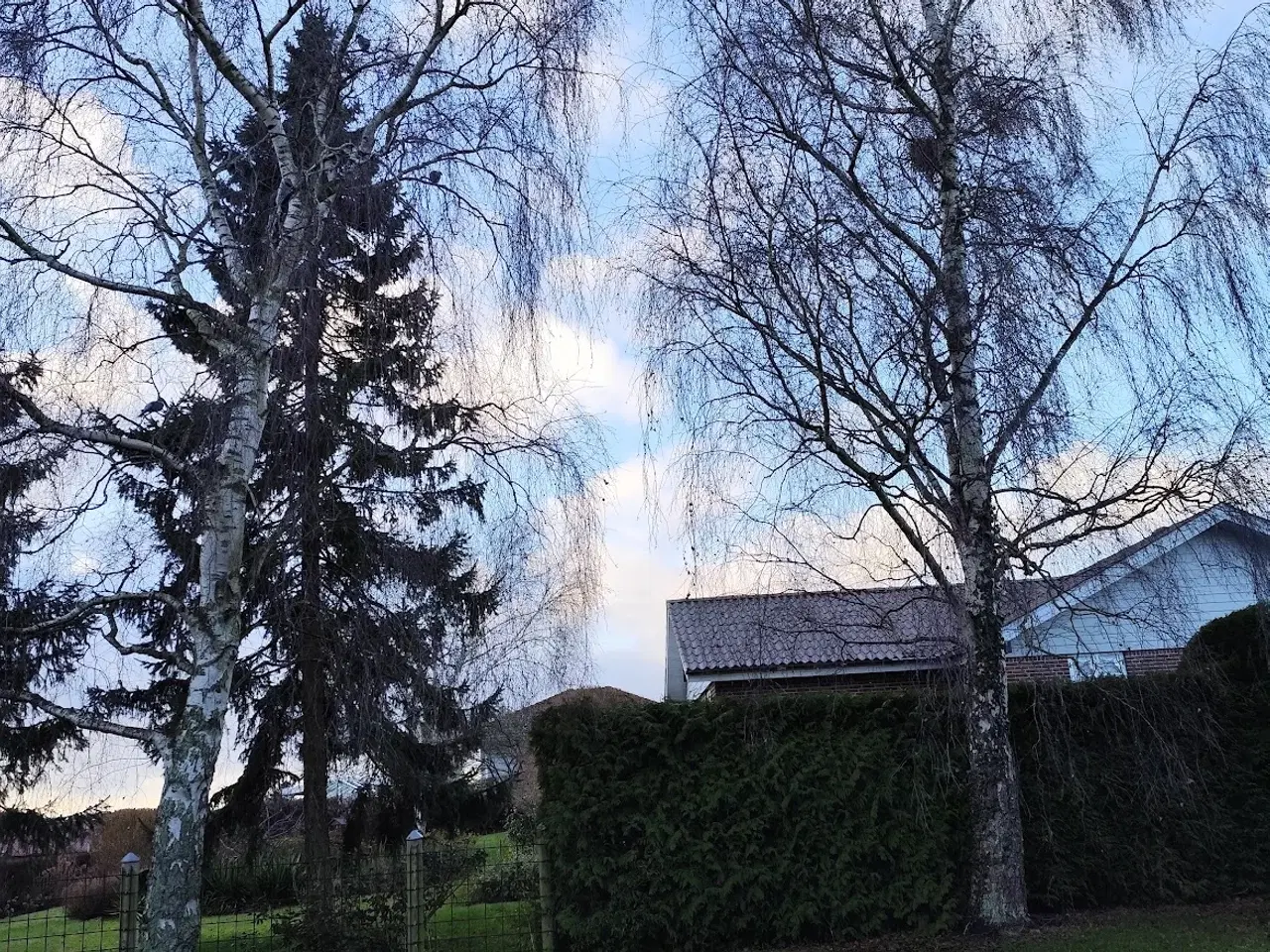 Billede 4 - Gratis brænde: Fælg selv