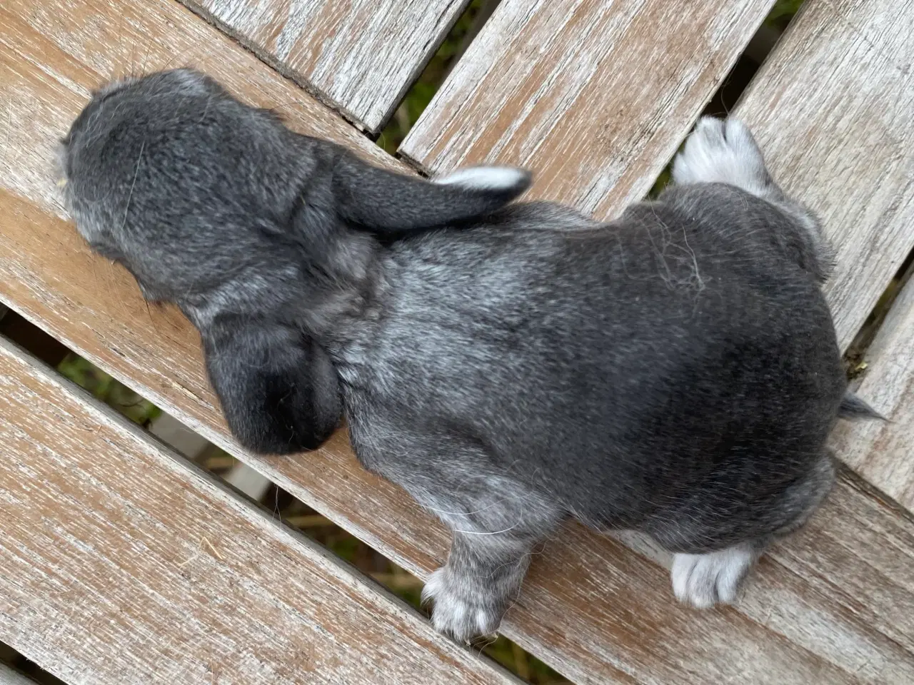 Billede 2 - FRANSK VÆDDER HUN CHINCHILLA