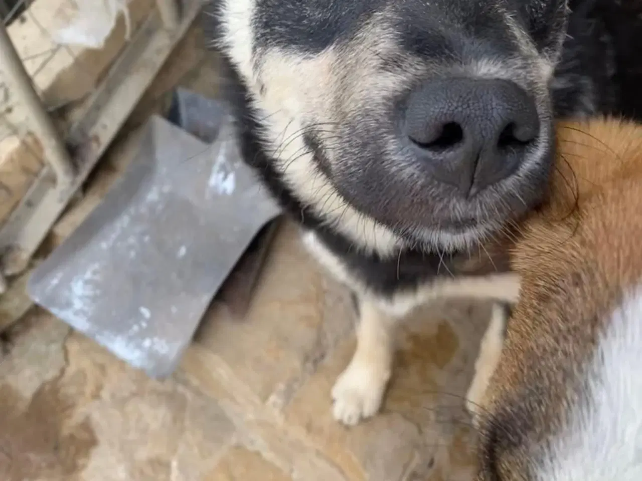 Billede 6 - Smukke Zigga søger sit 4ever hjem