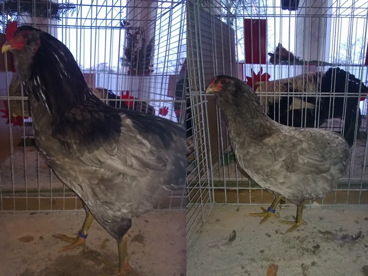 Billede 2 - Blå Araucana rugeæg