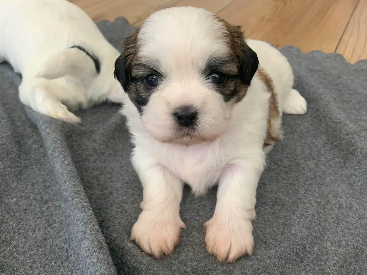 Billede 3 - Shih Tzu hvalpe sælges