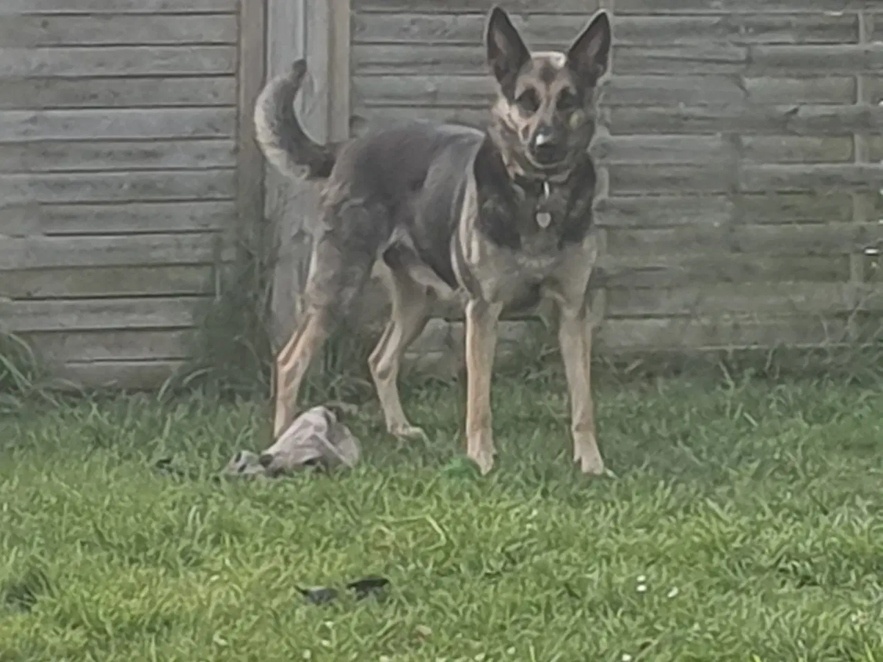 Billede 4 - Schæfer Malinois hvalpe søger deres forever 
