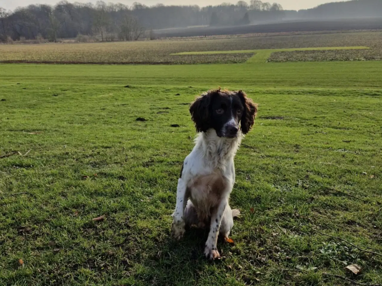 Billede 13 - FT Springer Spaniel