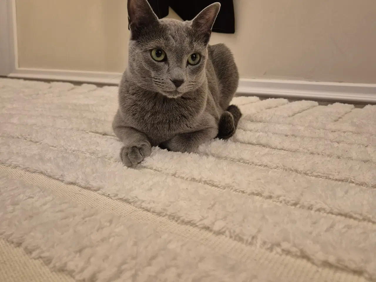 Billede 3 - Russian Blue hankat 