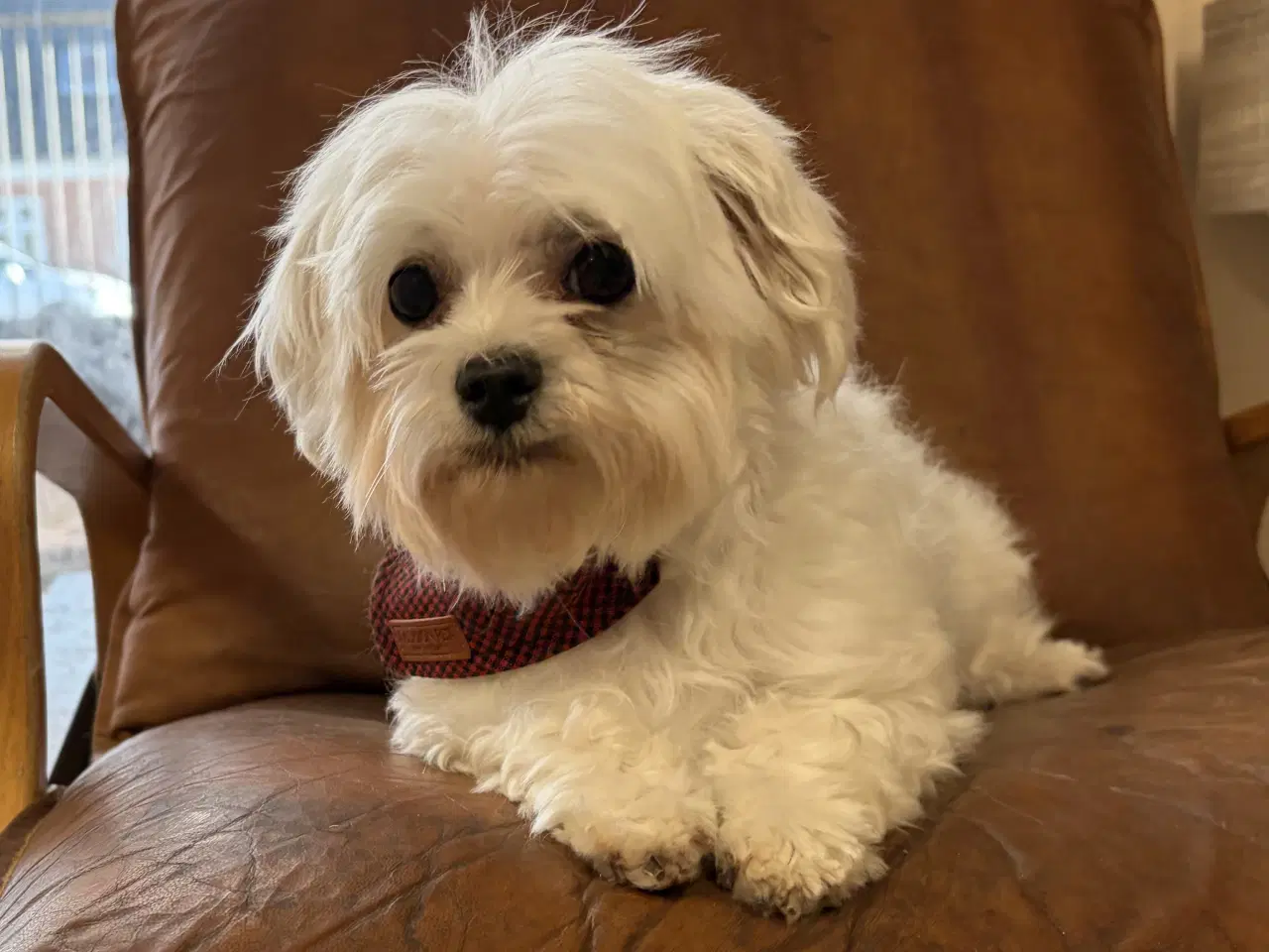 Billede 15 - Mini Maltipoo babyer 