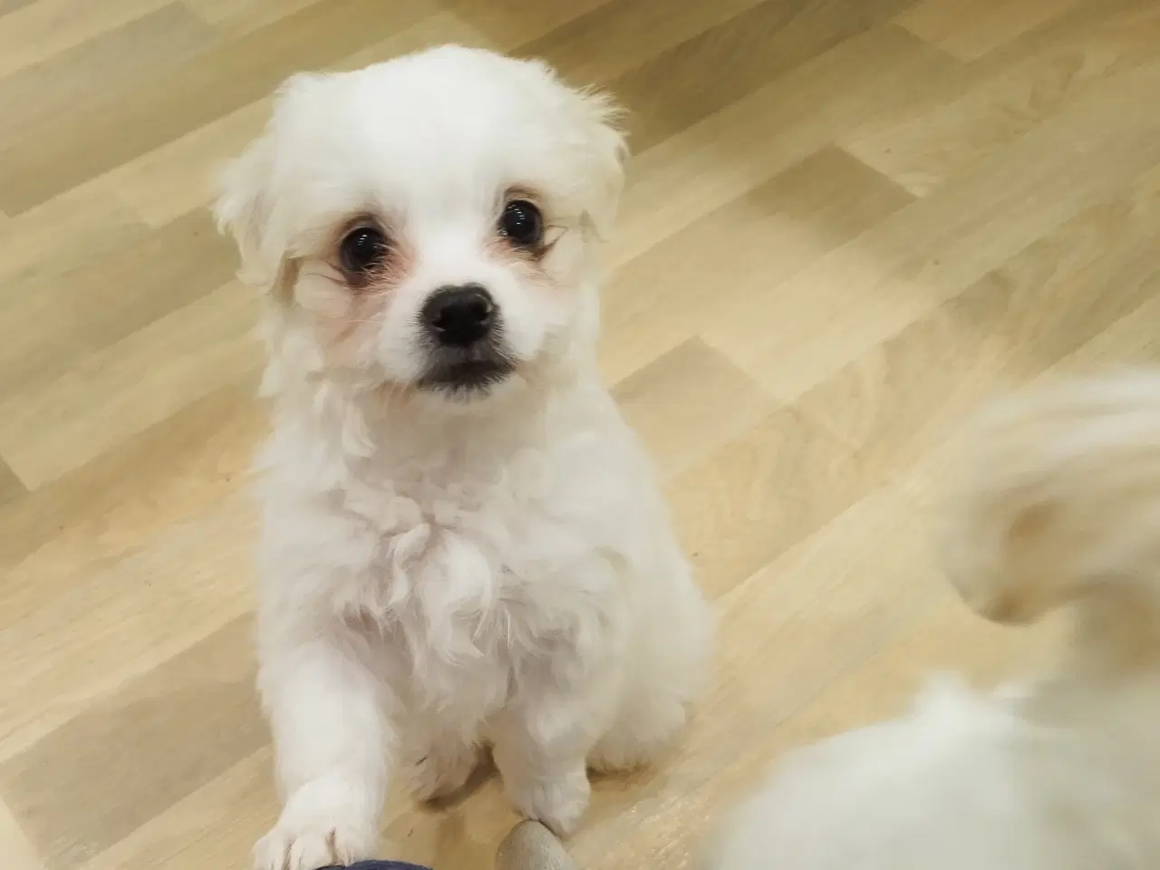 Billede 4 - mini malteser/coton de tulear hvalpe