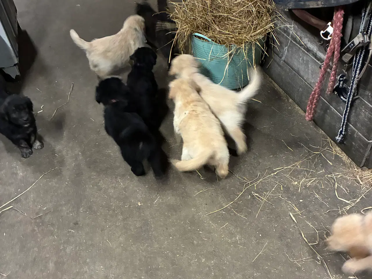 Billede 8 - Super skønne hvalpe klar til at rejse 