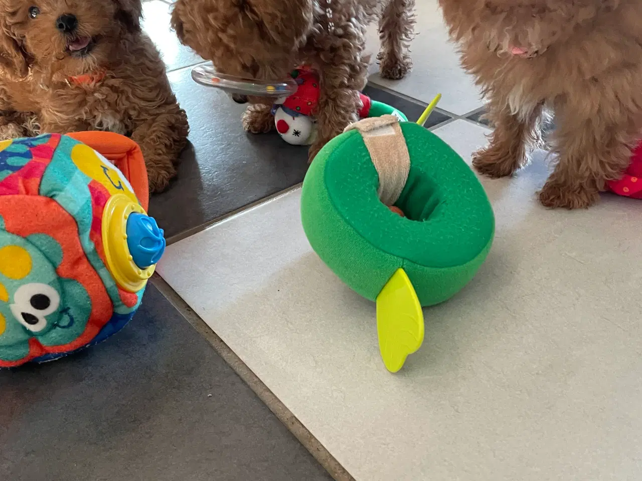 Billede 13 - Havapoo hvalpe - salgsklare..!