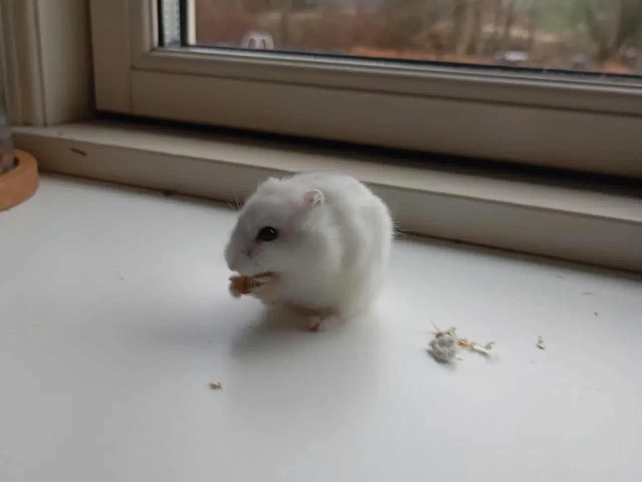 Billede 1 - Dværg hamster 