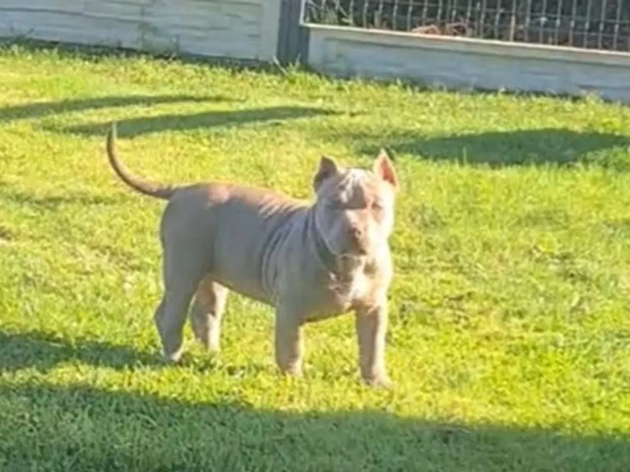 Billede 4 - American Bully Pige ,pocket 