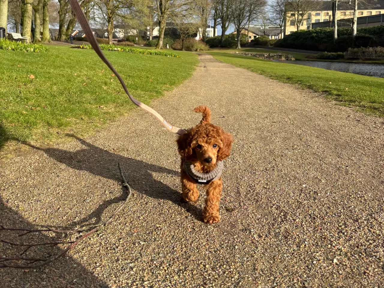 Billede 8 - 9 uger gammel dværg puddel tæve søger nyt hjem
