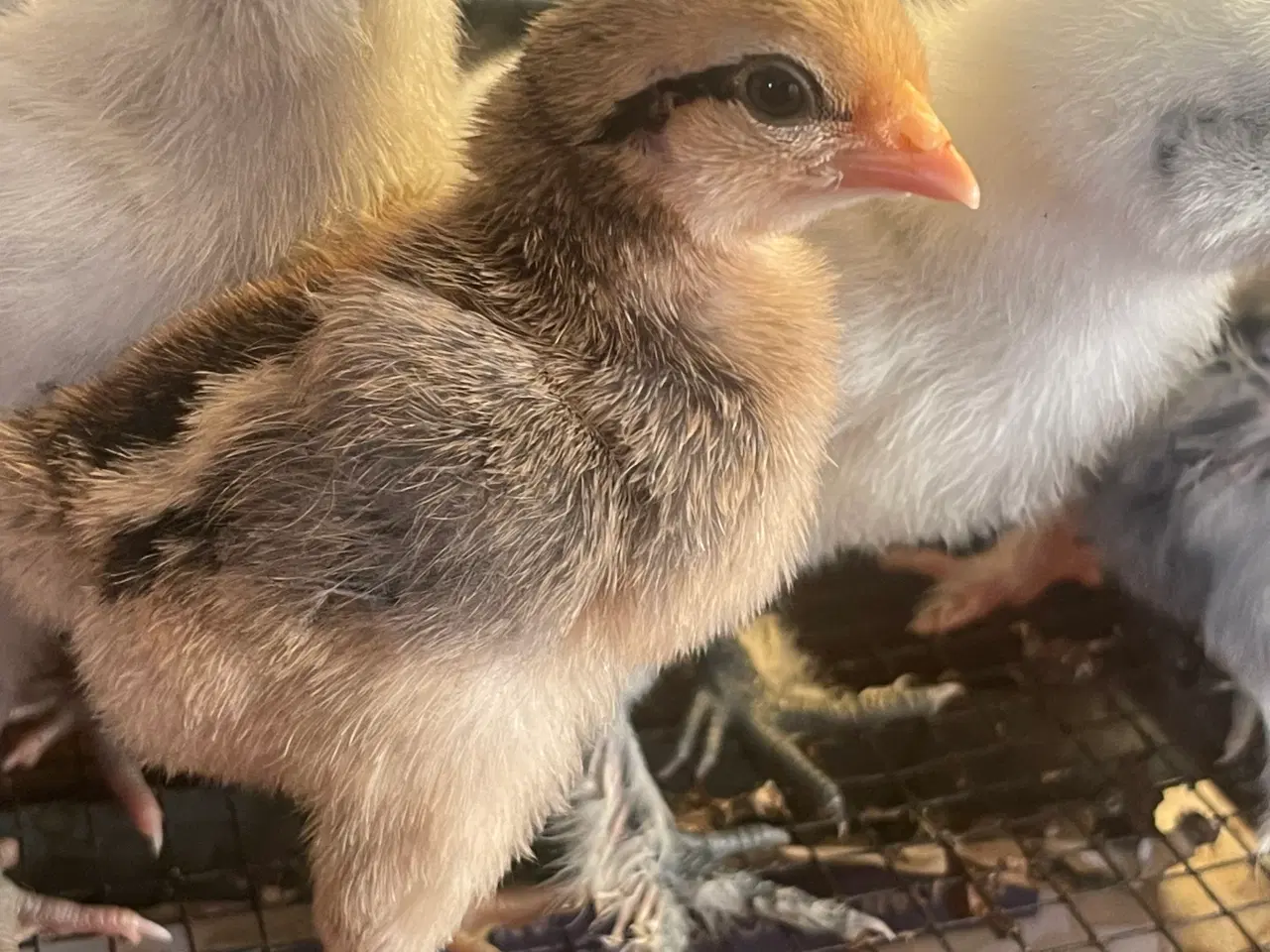 Billede 2 - Moderne engelske dværg kamphøns