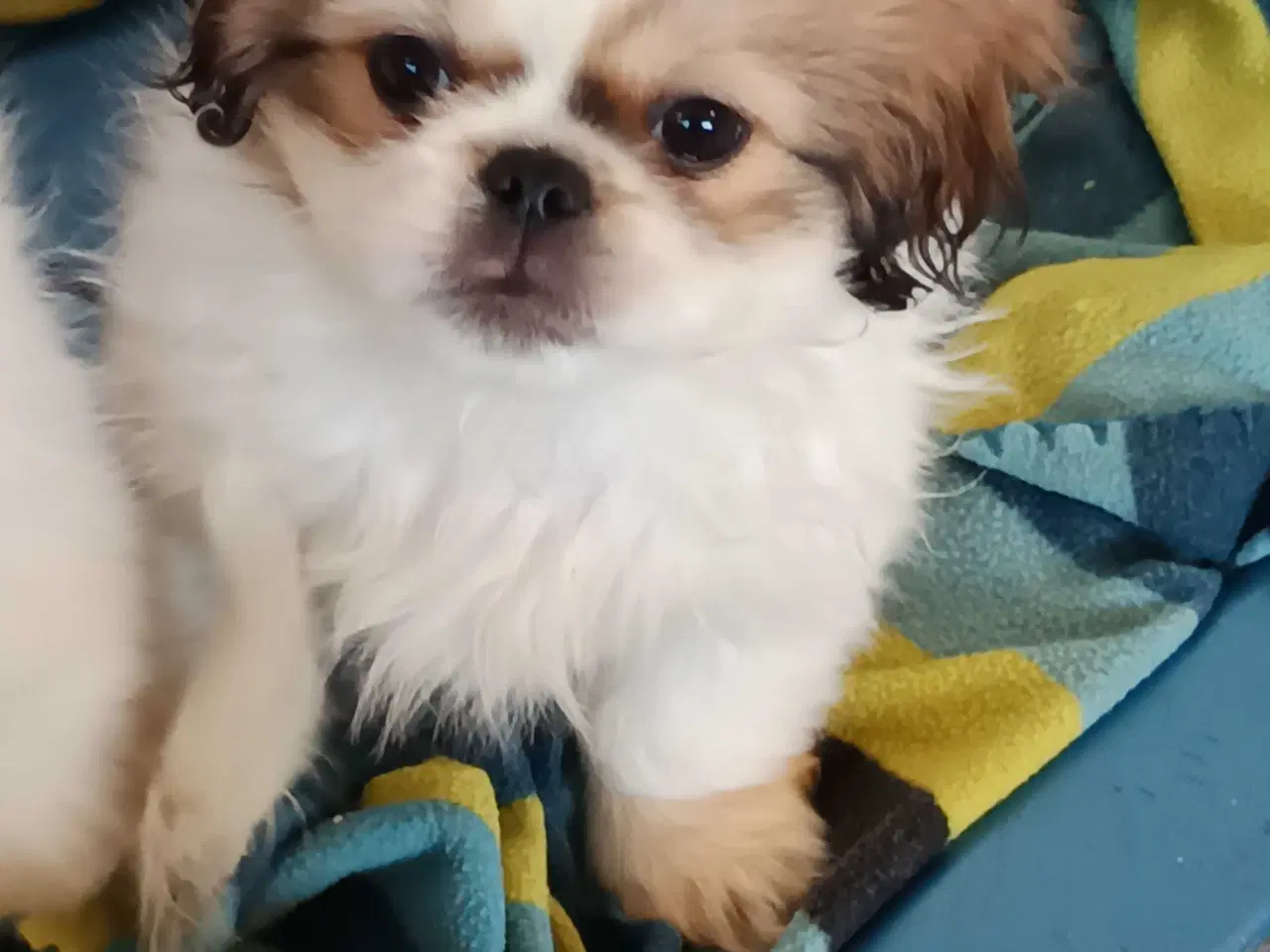 Billede 1 - Lækker hvapse 