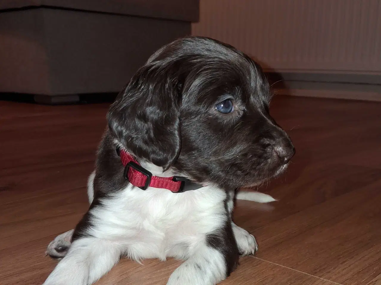 Billede 1 - kleine münsterländer Hvalpe