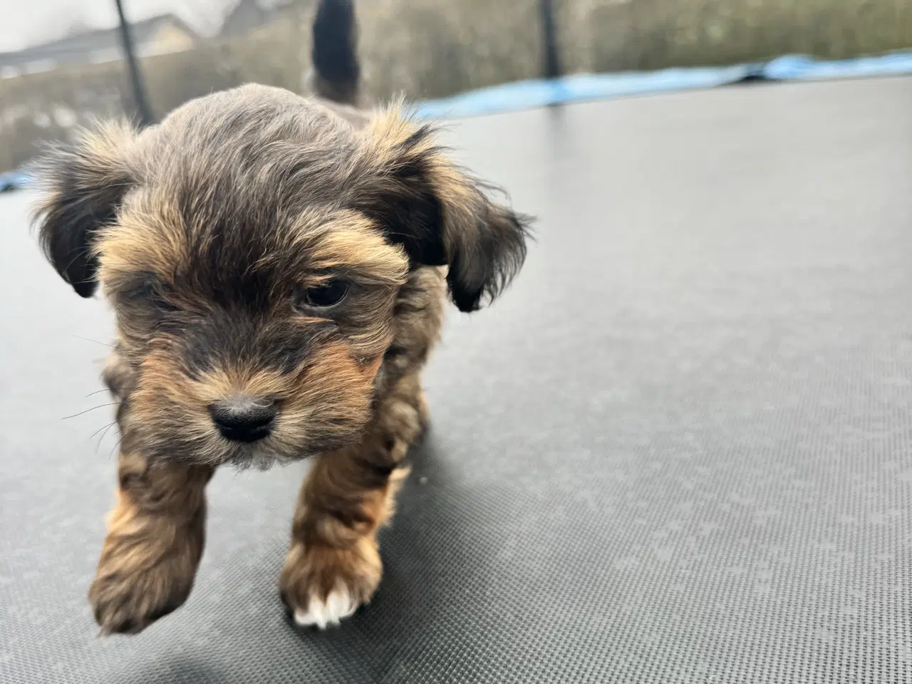 Billede 3 - Bichon havanaiser hvalpe med stamtavle 