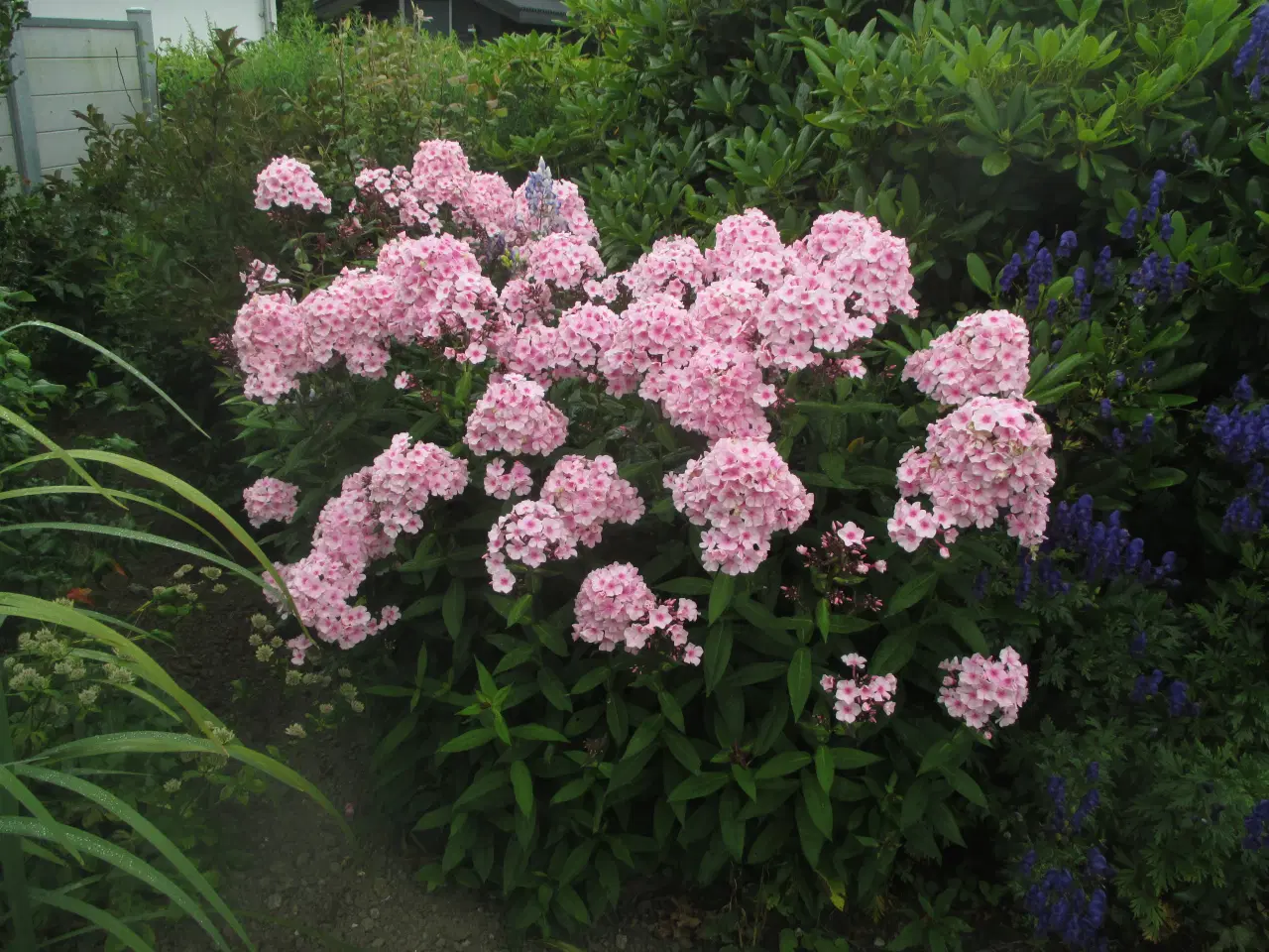 Billede 1 - planter