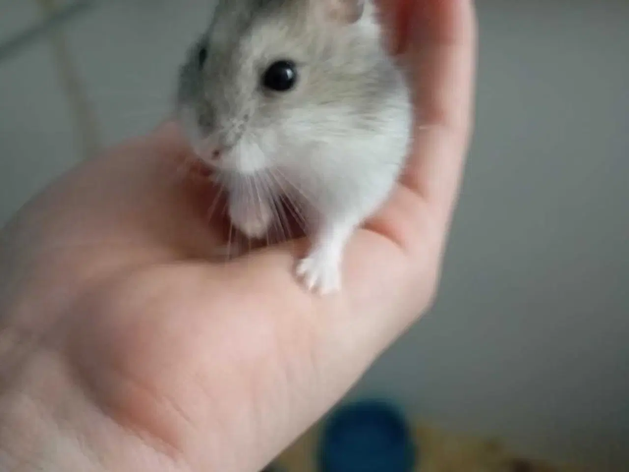 Billede 1 - DværgHamster