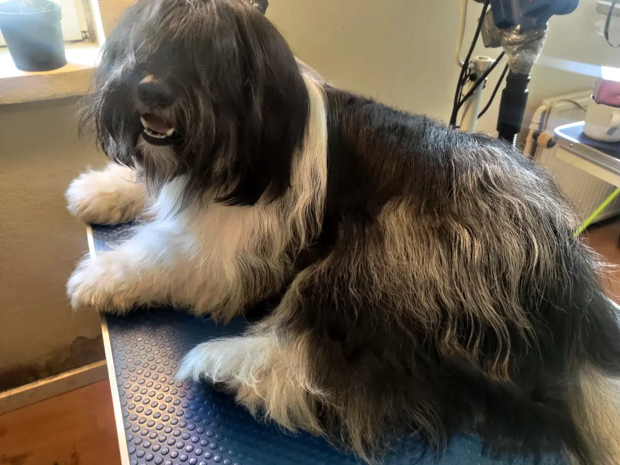 Billede 18 - Hundefrisør/trimming/groomer 