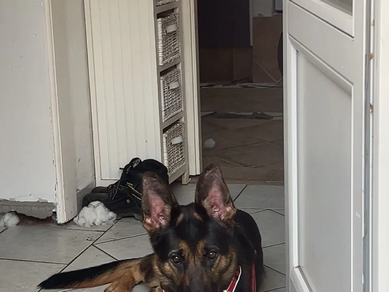 Billede 3 - Schæfer søger nyt hjem 
