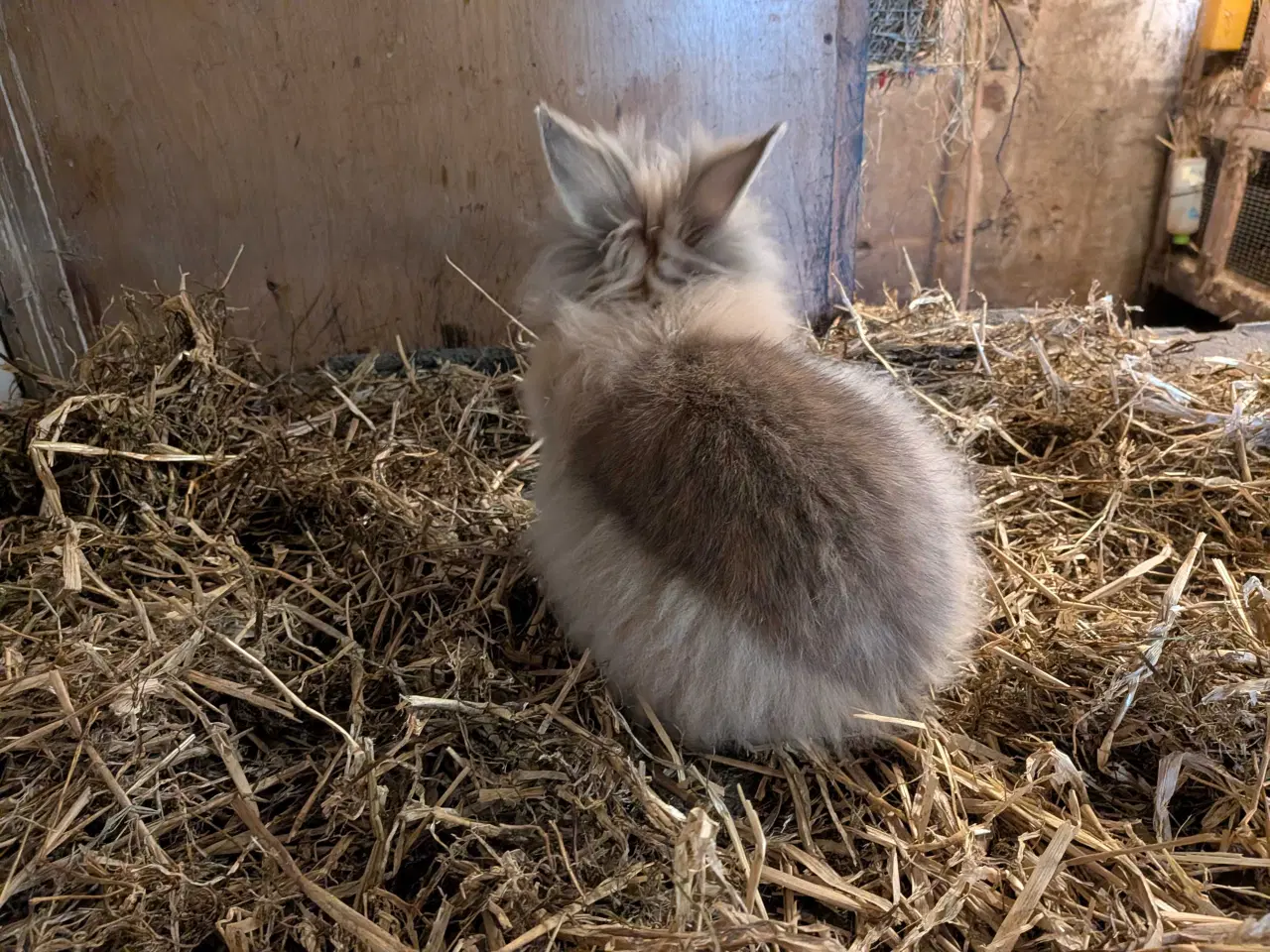 Billede 3 - To løvehoved han kaniner