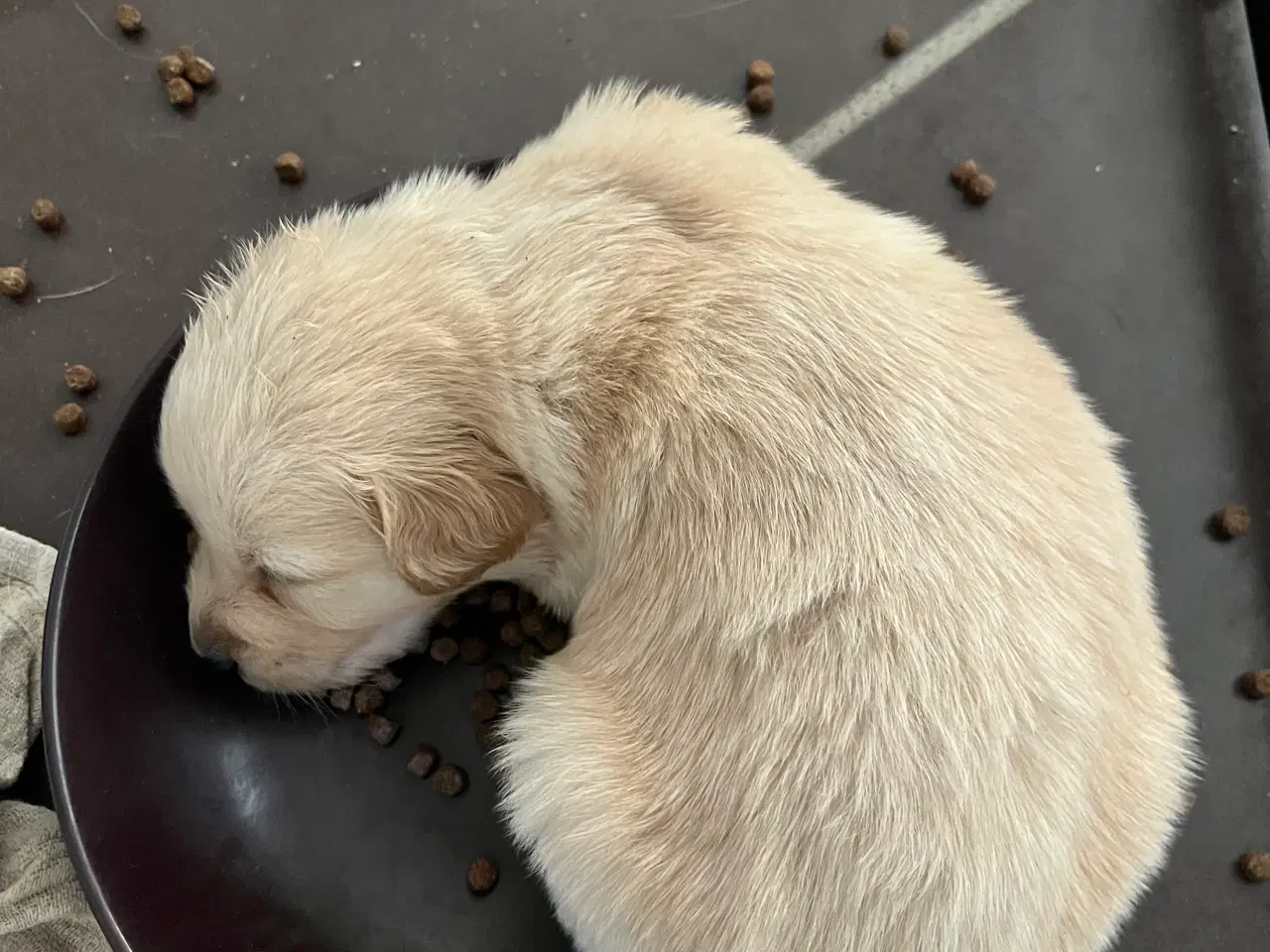 Billede 13 - Familie hunde søger nyt hjem