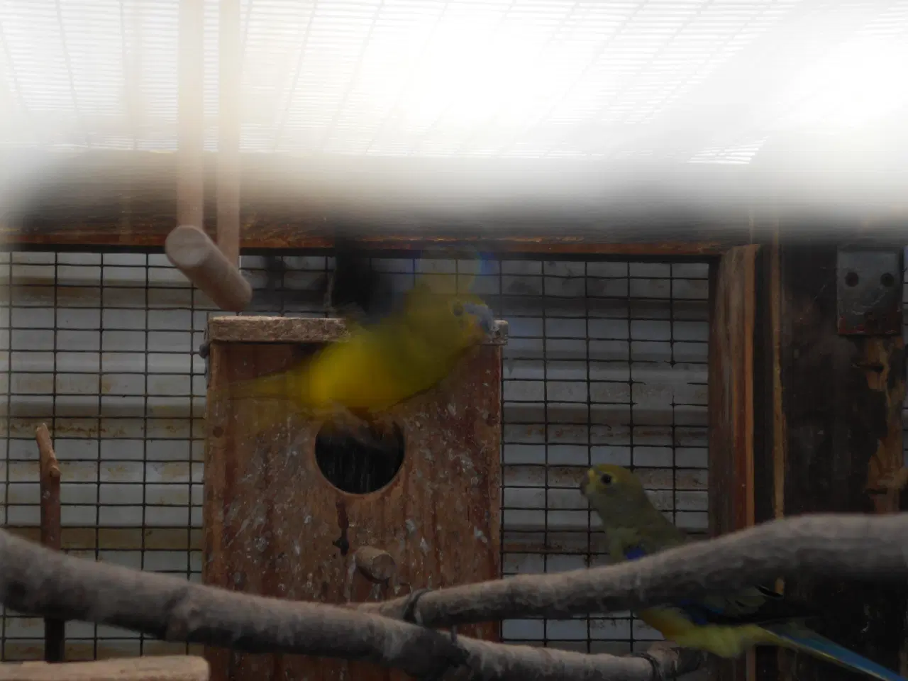 Billede 1 - Dværgpapegøjer købes Sorthovedet grønne